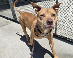 Shelter Stray Male Dog last seen Near BLOCK W ALAMEDA AVE, DENVER CO 80223, 1241 W Bayaud Ave, Denver, CO 80223, USA
