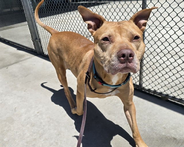Shelter Stray Male Dog last seen Near BLOCK W ALAMEDA AVE, DENVER CO 80223, 1241 W Bayaud Ave, Denver, CO 80223, USA