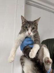 Shelter Stray Female Cat last seen IVY AND MANGO, 333 Chandler Pl, San Bernardino, CA 92408, USA