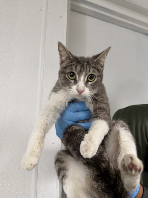 Shelter Stray Female Cat last seen IVY AND MANGO, 333 Chandler Pl, San Bernardino, CA 92408, USA