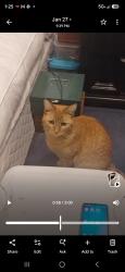 Reunited Female Cat last seen Near Pearl St, Russell and Pearl St to Grant st, Thornton, CO 80229