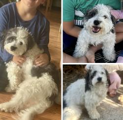 Lost Female Dog last seen Belmont & Fowler, Fresno, CA 93727