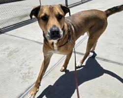 Shelter Stray Male Dog last seen Near BLOCK N SHERIDAN BLVD, DENVER CO 80204, 1241 W Bayaud Ave, Denver, CO 80223, USA