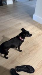 Reunited Female Dog last seen Palm Springs and north st Longwood, Longwood, FL 32750
