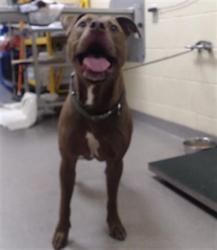 Shelter Stray Male Dog last seen Near BLOCK W BAYAUD AVE, DENVER CO 80223, 1241 W Bayaud Ave, Denver, CO 80223, USA