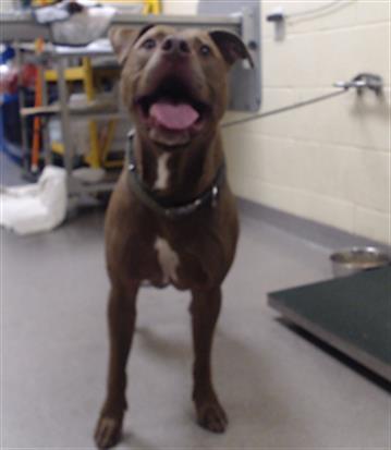 Shelter Stray Male Dog last seen Near BLOCK W BAYAUD AVE, DENVER CO 80223, 1241 W Bayaud Ave, Denver, CO 80223, USA