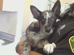 Shelter Stray Male Dog last seen ELKHORN BLVD/WALERGA RD, 95842, 3839 Bradshaw Rd, Sacramento, CA 95827, USA