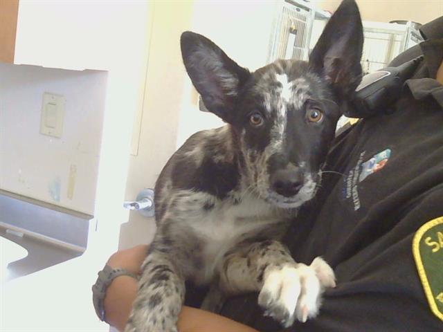 Shelter Stray Male Dog last seen ELKHORN BLVD/WALERGA RD, 95842, 3839 Bradshaw Rd, Sacramento, CA 95827, USA