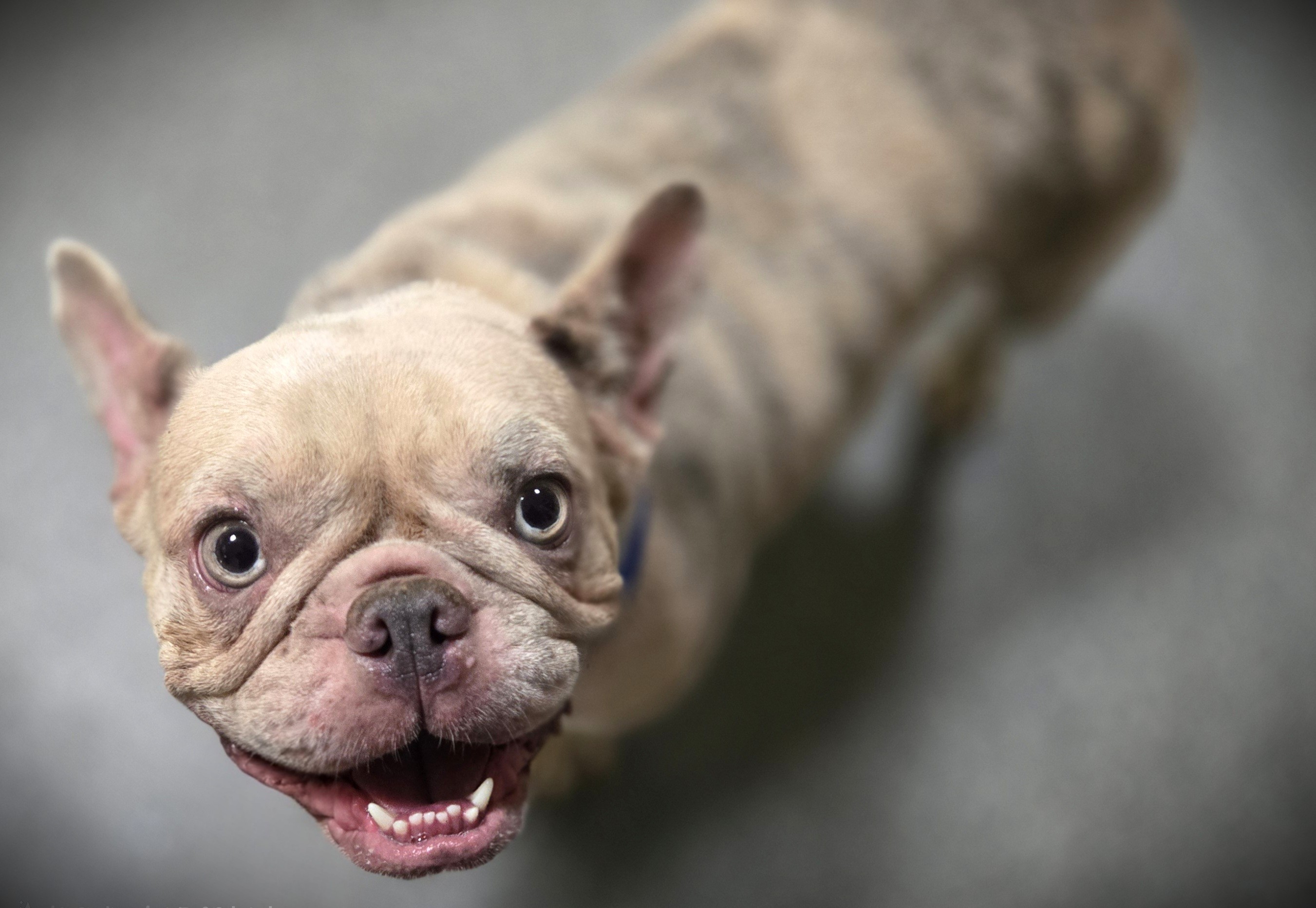 Shelter Stray Female Dog last seen , 3201 Lacy St, Los Angeles, CA 90031, USA