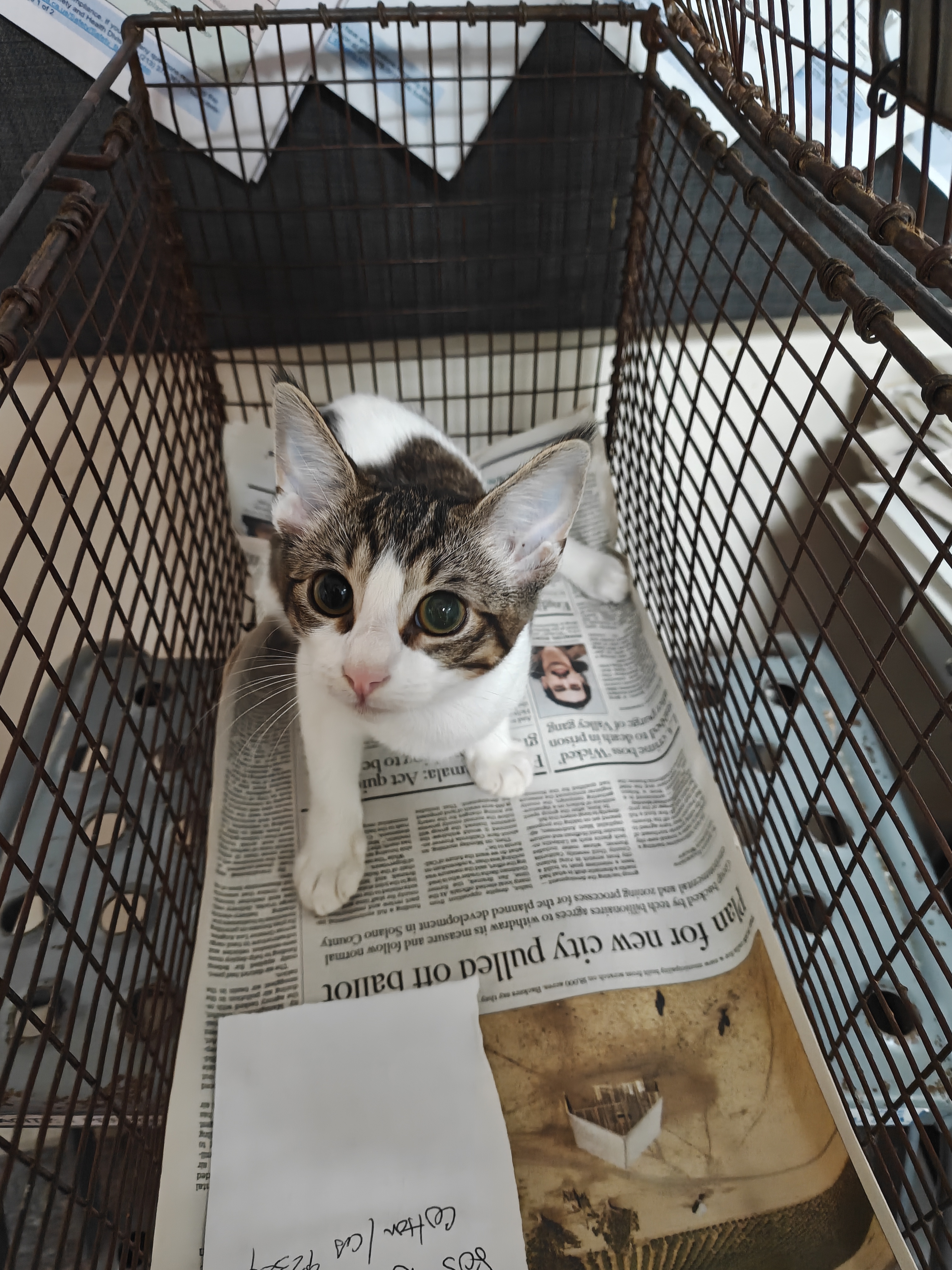 Shelter Stray Female Cat last seen , 3201 Lacy St, Los Angeles, CA 90031, USA