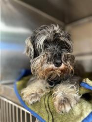 Shelter Stray Female Dog last seen Near BLOCK OF HILTOP, 130 Beyer Way, Chula Vista, CA 91911, USA