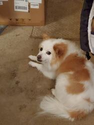 Lost Female Dog last seen Jefferson/Trower, Napa, CA 94558
