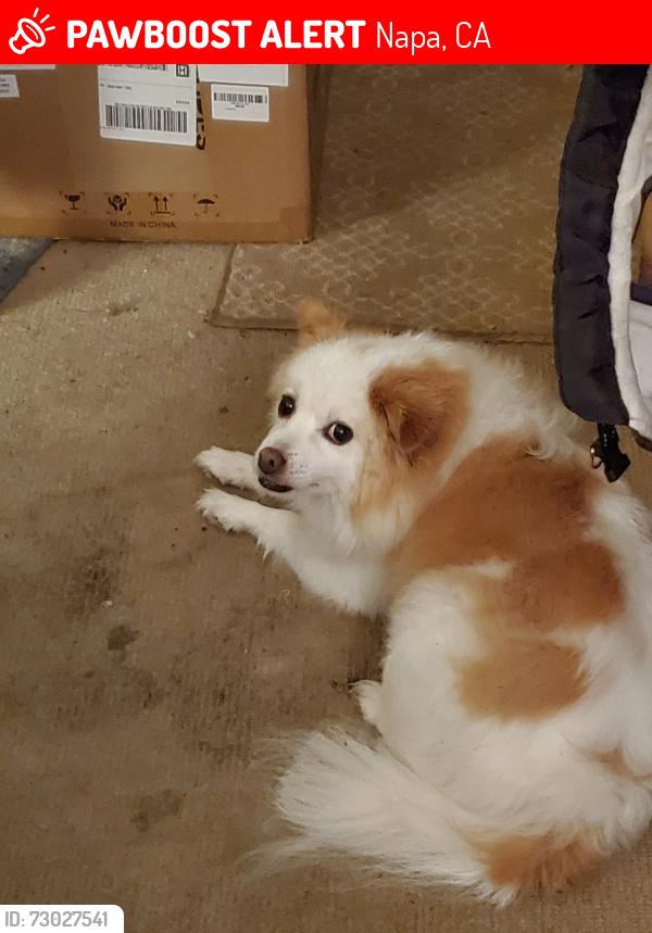 Lost Female Dog last seen Jefferson/Trower, Napa, CA 94558