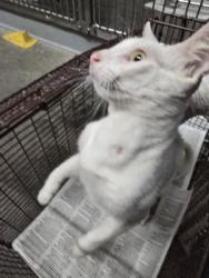 Shelter Stray Female Cat last seen , 1850 W 60th St, Los Angeles, CA 90047, USA