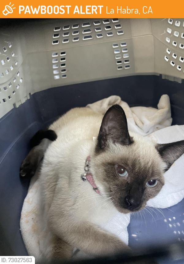 Found/Stray Unknown Cat last seen La habra blvd, La Habra, CA 90631
