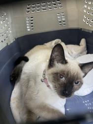 Found/Stray Unknown Cat last seen La habra blvd, La Habra, CA 90631