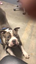 Reunited Male Dog last seen Near Reed st Athens ga 30605, Athens, GA 30605