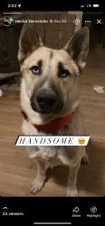 Lost Male Dog last seen Fairview and Garber, Bakersfield, CA 93307