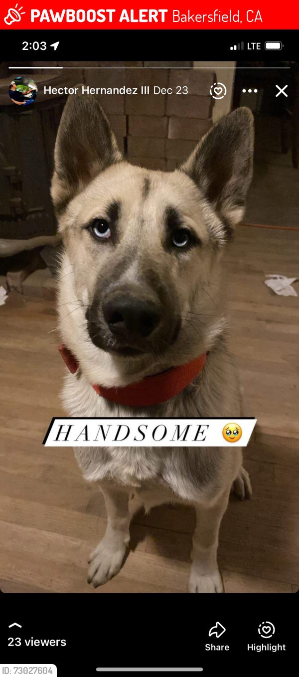Lost Male Dog last seen Fairview and Garber, Bakersfield, CA 93307