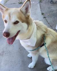 Lost Female Dog last seen Euclid Ave , National City, CA 91950