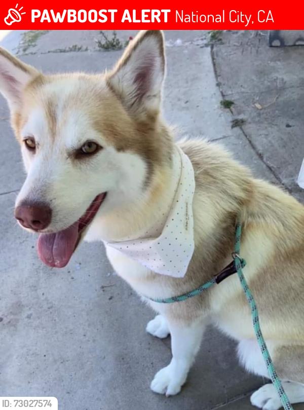 Lost Female Dog last seen Euclid Ave , National City, CA 91950