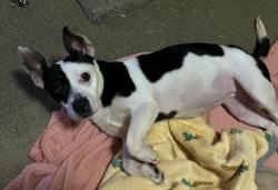 Found/Stray Female Dog last seen 28th and San Fernando street, San Jose, CA 95116