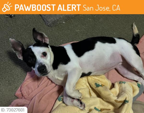Found/Stray Female Dog last seen 28th and San Fernando street, San Jose, CA 95116