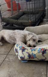 Reunited Female Dog last seen West Covina on Durness & Conlon, West Covina, CA 91790