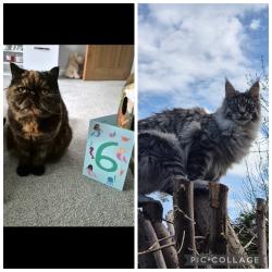 Lost Female Cat last seen Sylvia Crescent, Totton, England SO40 3LN