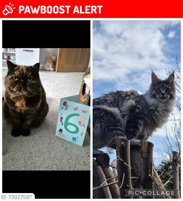 Lost Female Cat last seen Sylvia Crescent, Totton, England SO40 3LN