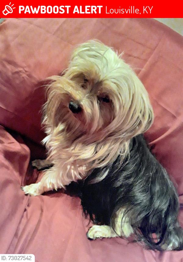 Lost Female Dog last seen Frankfort Ave and Ewing Ave, Louisville, KY 40206