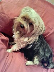 Lost Female Dog last seen Frankfort Ave and Ewing Ave, Louisville, KY 40206