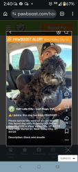 Lost Female Dog last seen target west valley utah, West Valley City, UT 84120
