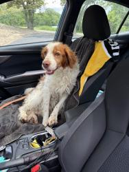 Reunited Male Dog last seen Hixon road 84 Pa , Somerset Township, PA 15330