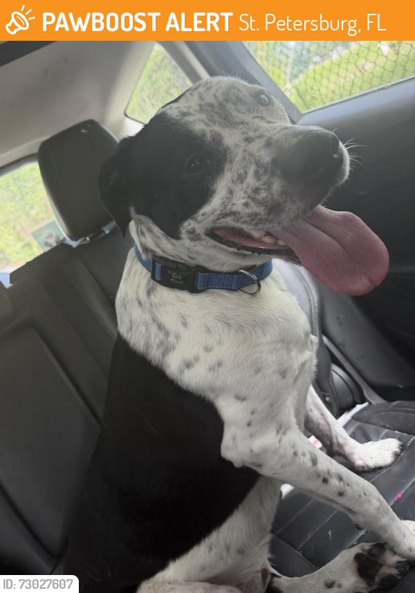 Found/Stray Male Dog last seen Dr Martin Luther King Jr St and 9th Ave S, St. Petersburg, FL 33705