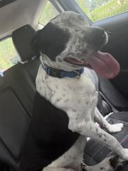 Found/Stray Male Dog last seen Dr Martin Luther King Jr St and 9th Ave S, St. Petersburg, FL 33705