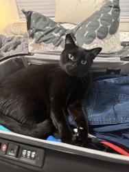 Lost Male Cat last seen Montgomery Street, Los Gatos, Los Gatos, CA 95030