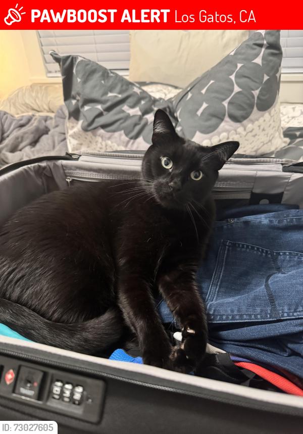 Lost Male Cat last seen Montgomery Street, Los Gatos, Los Gatos, CA 95030