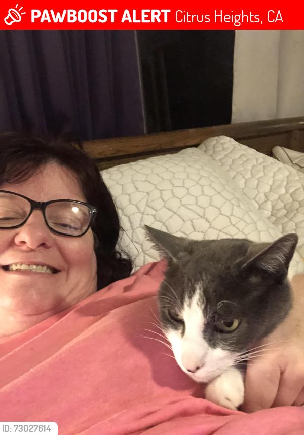 Lost Male Cat last seen Glenhurst and Saybrook , Citrus Heights, CA 95621