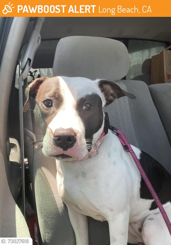 Found/Stray Female Dog last seen Temple Ave & Hill St, Long Beach, CA 90804