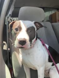 Found/Stray Female Dog last seen Temple Ave & Hill St, Long Beach, CA 90804