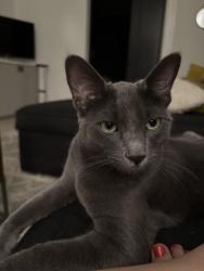 Reunited Male Cat last seen 24th & King, Denver, CO 80211
