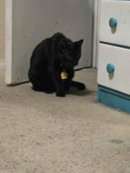 Lost Female Cat last seen Deacon & Midvale, Tucson, AZ 85746