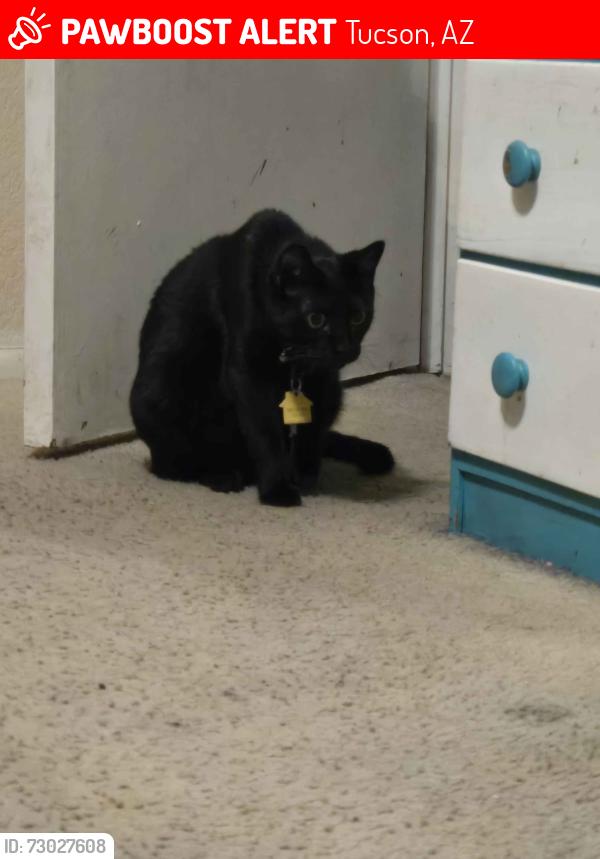 Lost Female Cat last seen Deacon & Midvale, Tucson, AZ 85746
