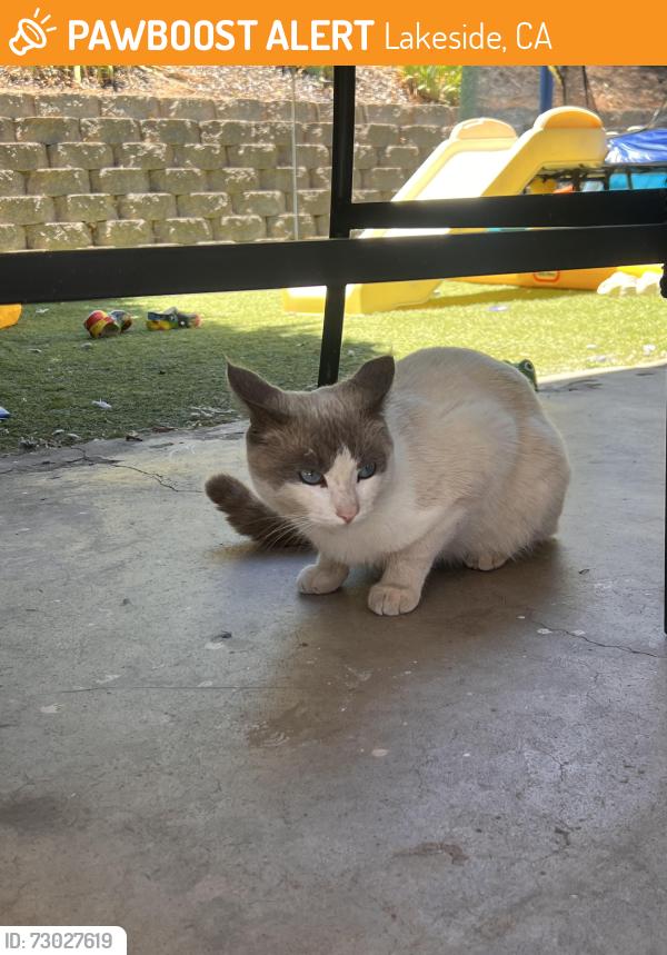 Found/Stray Male Cat last seen Westhill road, Marilla dr, Lakeside, CA 92040