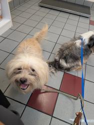 Found/Stray Male Dog last seen Louisburg rd, Raleigh, NC 27616