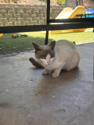 Found/Stray Male Cat last seen Westhill road, Marilla dr, Lakeside, CA 92040