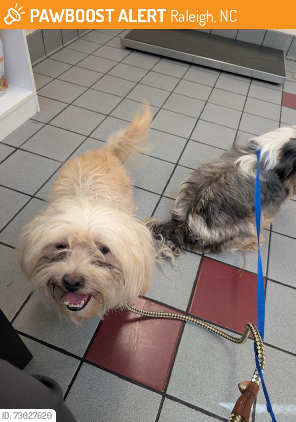 Found/Stray Male Dog last seen Louisburg rd, Raleigh, NC 27616