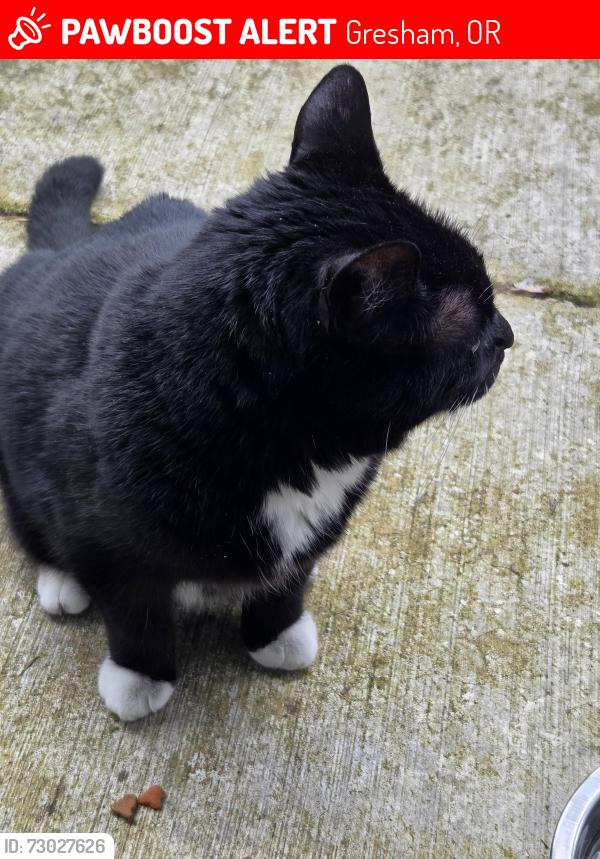 Lost Male Cat last seen Fanning way, Gresham, OR 97030