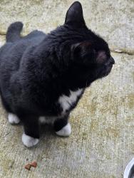 Lost Male Cat last seen Fanning way, Gresham, OR 97030